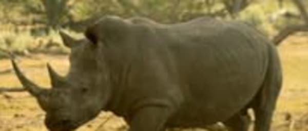 3-Day Private Tanzania Safari with Tarangire and Ngorongoro Crater
