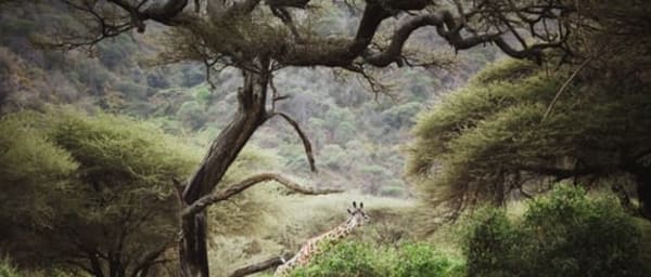 2-Day Manyara and Ngorongoro Safari with Crater Picnic