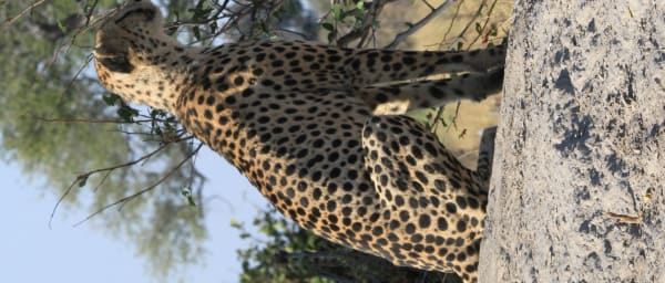 7-Day Botswana Safari with Rhino Tracking and Deception Valley Camping