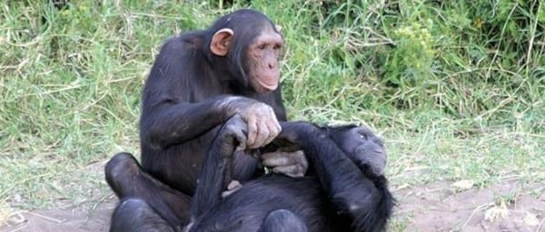 1-Day Ol Pejeta Safari Tour with Chimpanzee Sanctuary and Manyatta