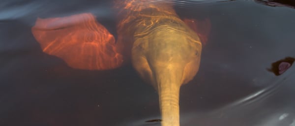 7-Day Amazon Tour from Coca with Cuyabeno, Yasuní and Pink Dolphins