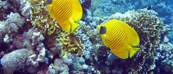 6-Day Sharm el Sheikh and Giza Tour with Ras Mohamed and Tiran Island