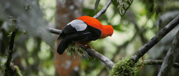 1-Day Pululahua and Mindo Tour with Pahuma Orchid Reserve