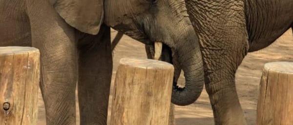 4-Day Elephant Conservation Safari in Samburu with Rereti Homestay