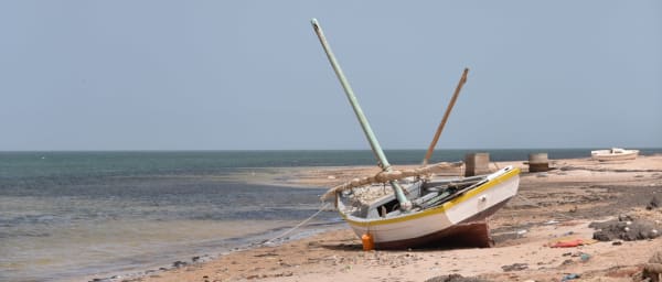 Full-Day Bird and Dolphin Watching Tour in Banc d'Arguin