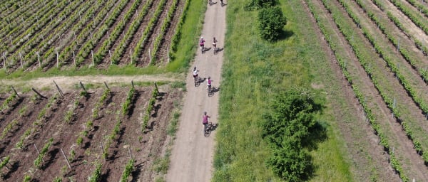1-Day Bike and Wine Tour from Bucharest through Urlați Vineyards
