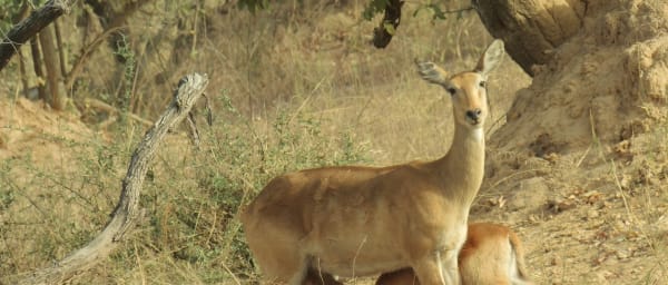 5-Day Benin Highlights Tour from Cotonou with Pendjari and Somba