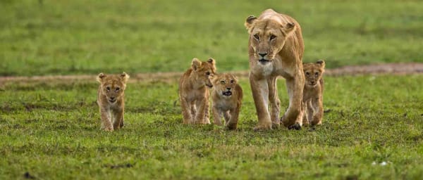 4-Day Masai Mara and Lake Nakuru Safari with Big Five Game Drives