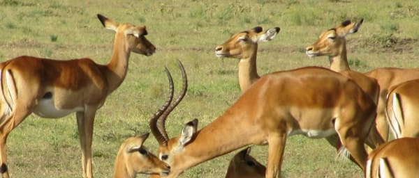 6-Day Kenya Bush Safari through Masai Mara, Naivasha and Amboseli