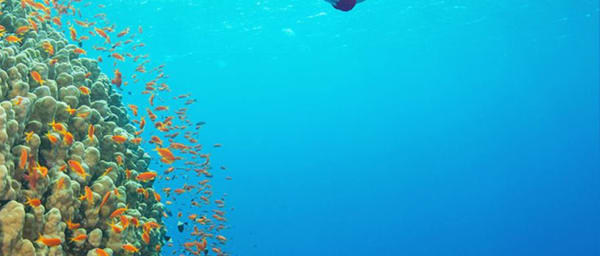 1-Day Phú Quốc Snorkelling and Island Hopping Tour with Lunch