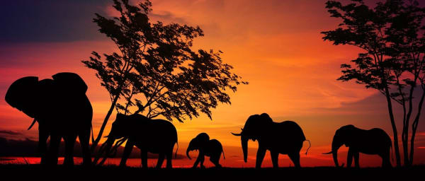 9-Day Wildlife Safari in Tanzania with Makarot Hike and Migration