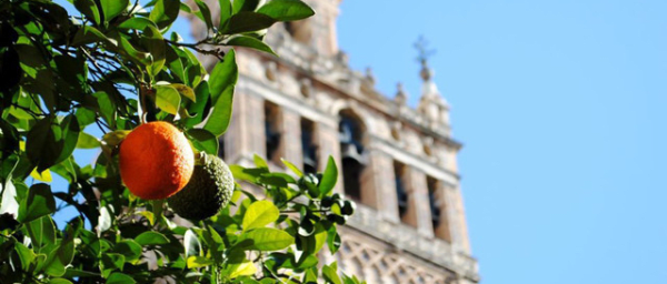 3-Hour Seville Cathedral and La Giralda Tour with Fast-Track Entry