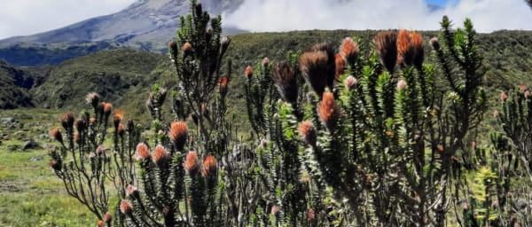 1-Day Cotopaxi National Park Hiking Tour from Quito