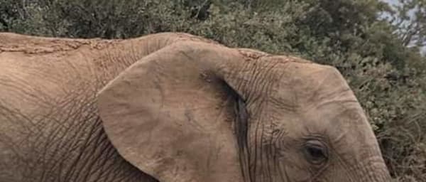 2-Day Maputo Safari and City Tour with Macaneta Beach