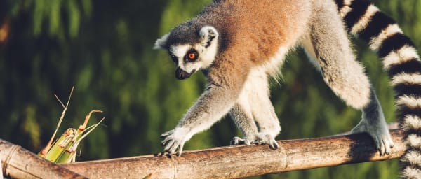 16-Day Madagascar Safari through Rainforests, Tsingy, Isalo and Coast