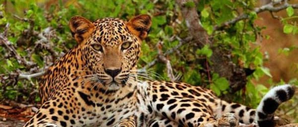 10-Day Sri Lanka Wildlife Tour with Safaris and Whale Watching
