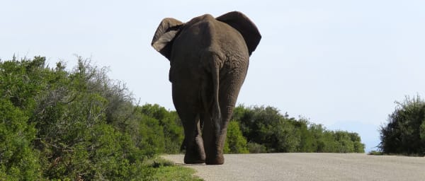 4-Day Serengeti National Park Safari from Arusha with Camping