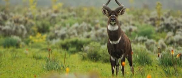 5-Day Bale Mountains Trekking Tour from Addis Ababa with Camping