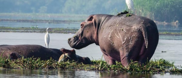3-Day Murchison Falls Wildlife Safari with Nile Cruise and Rhinos