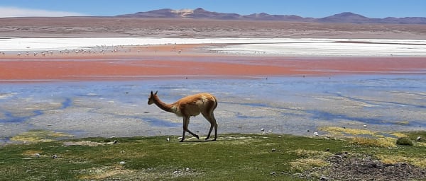 15-Day Bolivia Heritage and Salt Flats Tour with Lake Titikaka
