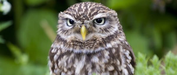 8-Day Bird Watching Tour in Mongolia with Gobi and Gun Galuut