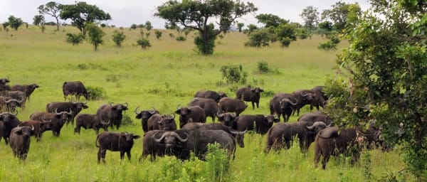 4-Day Mikumi National Park Safari from Dar es Salaam with Walks