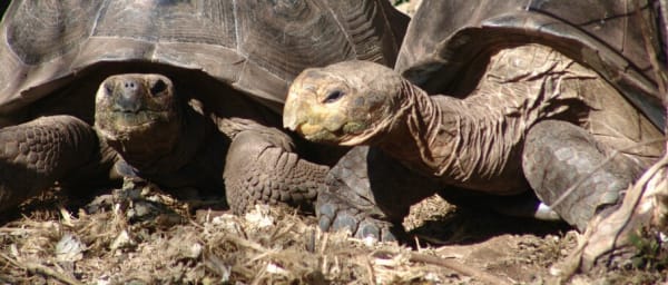 5-Day Galápagos Wildlife Tour with Santa Cruz and Island Excursions