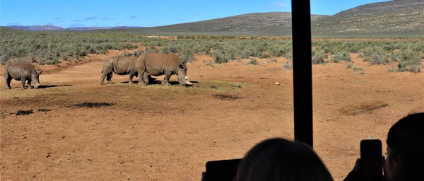 1-Day Karoo Game Reserve Safari from Cape Town with Winelands Drive