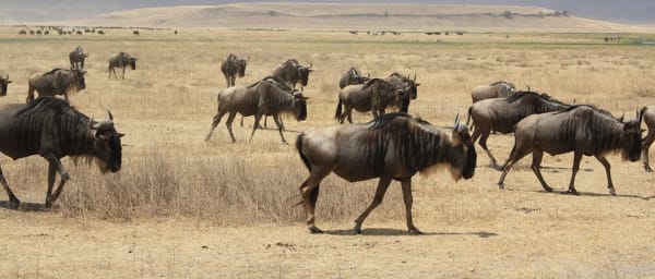6-Day Kenya Safari to Amboseli, Lake Nakuru and Masai Mara