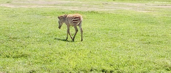 2-Day Lake Manyara and Arusha National Park Safari with Walking Tour