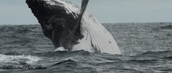 Full-Day Isla de la Plata Wildlife Tour with Snorkelling