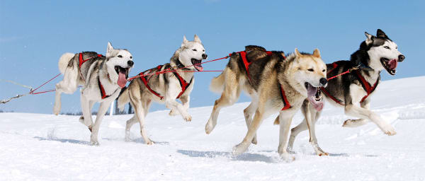 3-Hour Husky Sledge Ride in Kuusamo with Northern Lights Chase