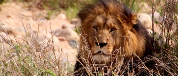 3-Day Kruger National Park Safari from Johannesburg with Private Lodge Stay