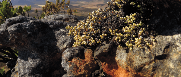 3-Day Danielshoogte Nature Reserve Hike with Night Walk and Braai