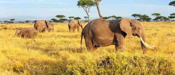 7-Day Kenya Wildlife Safari through Amboseli, Nakuru and Masai Mara