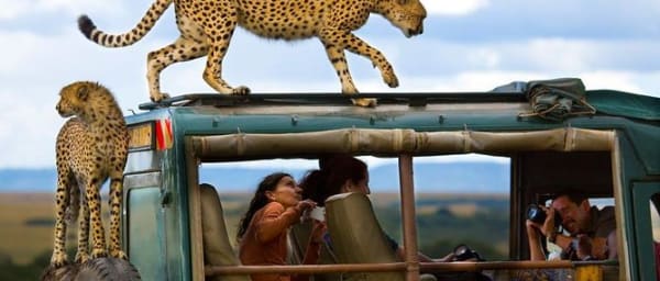 6-Day Kenya Safari to Masai Mara, Lake Nakuru and Amboseli
