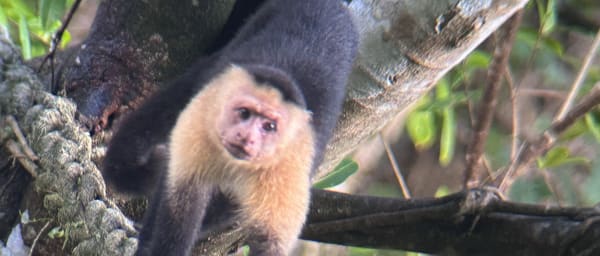 5-Hour Hacienda Barú Nature Walk from Quepos with Wildlife Spotting