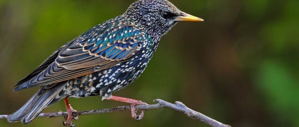 1-Day Bird Watching Tour of Asni, Imlil and Aroumd from Marrakech