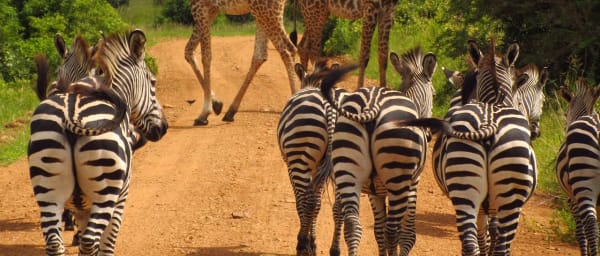 7-Day Wildlife Safari in Mikumi, Ruaha and Udzungwa with Sanje Falls