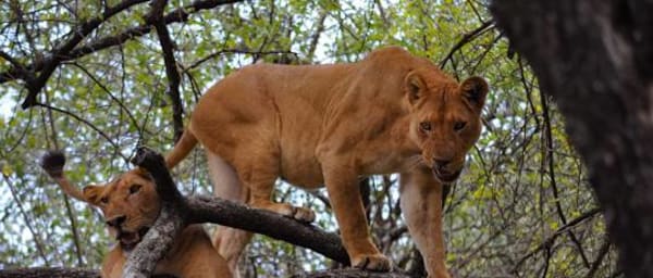 3-Day Budget Camping Safari in Tanzania's Northern Circuit