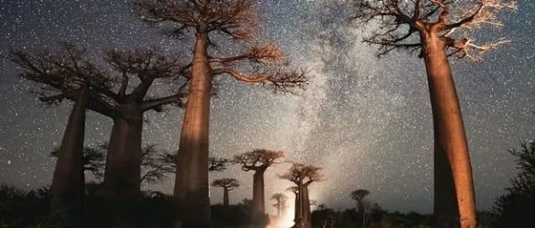 7-Hour Baobab Avenue Photography Tour with Sunset and Milky Way