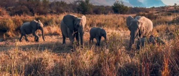 14-Hour Thabazimbi History and Wildlife Tour with Bush Braai
