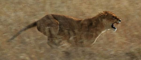 3-Day Selous Safari from Dar es Salaam with Boat and Walking Safari