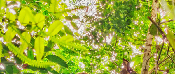 4-Day Bukit Lawang Jungle Trekking Tour with Medan City Tour