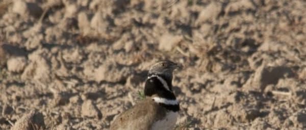 1-Day Bird Watching Tour in Tàrrega through the Ondara River Basin
