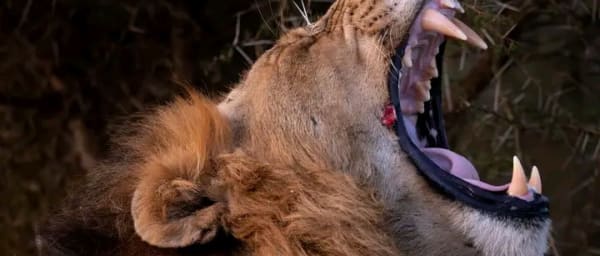15-Day South Africa Parks Safari with Victoria Falls and Chobe