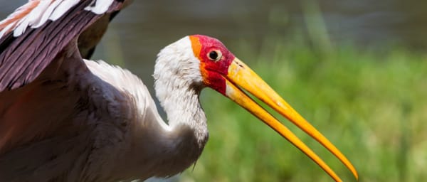 7-Day Tanzania Safari with Mkomazi, Usambara Mountains and Saadani