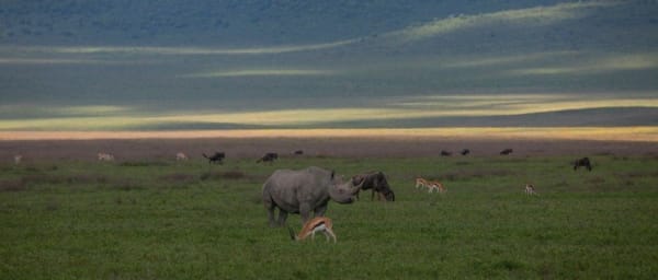 Full-Day Ngorongoro Crater Safari with Big Five Game Drives