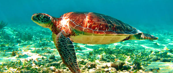 7-Hour Tulum and Riviera Maya Tour with Akumal Bay Snorkelling