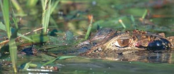 10-Day Manú National Park Tour from Cusco with Matsiguenka Visit